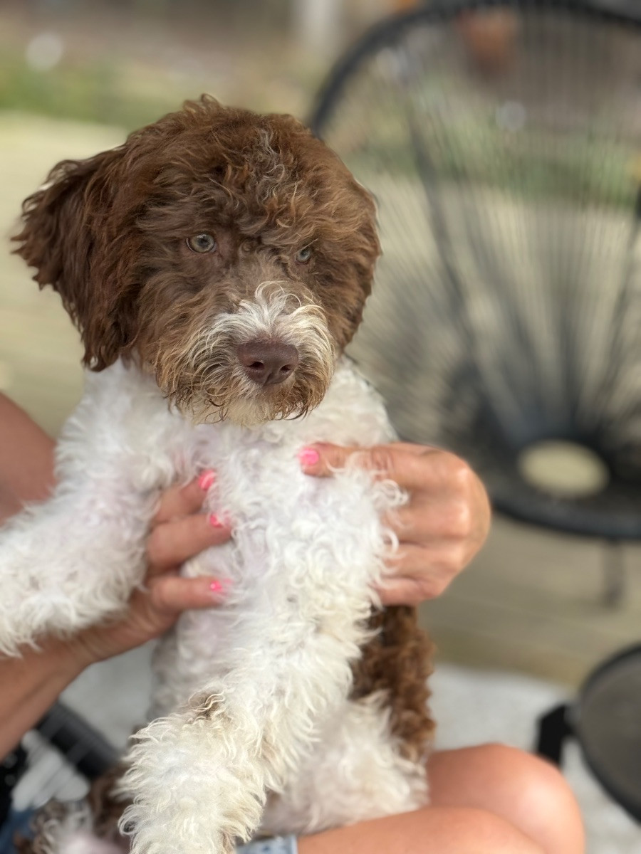 Lagotto Romagnolo