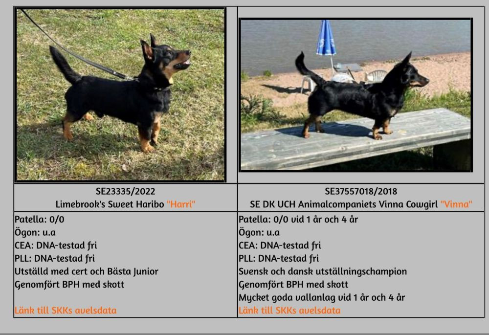 Animalcompaniets