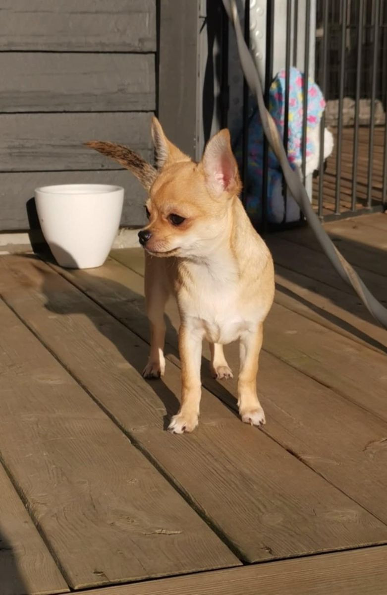 Chihuahua
