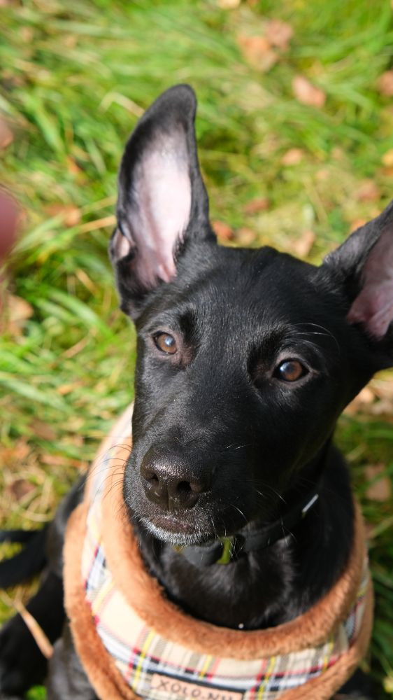 Xoloitzcuintle