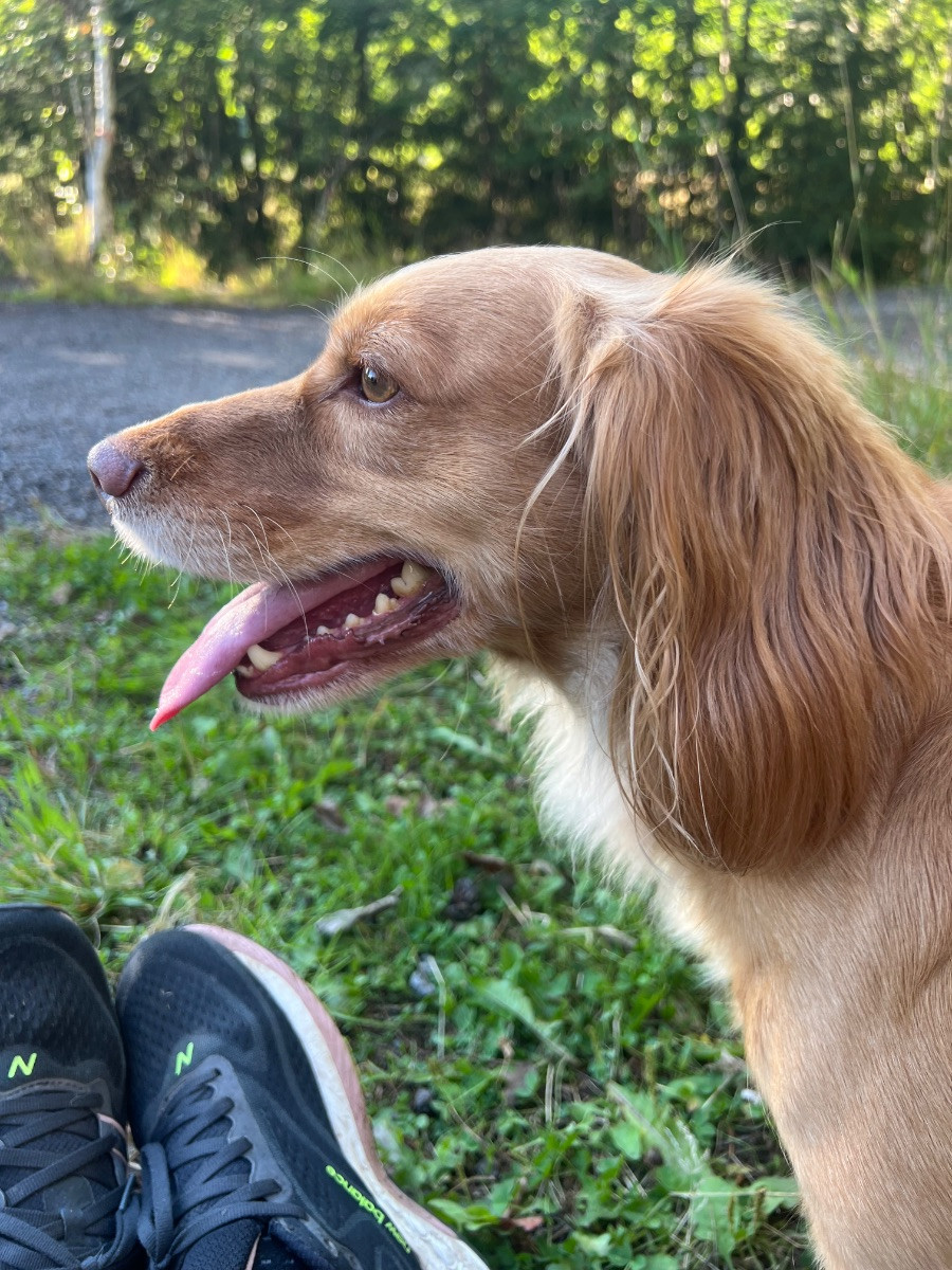 Cocker Spaniel · 2021-05-01 · Norra sorunda · Rummeltorp