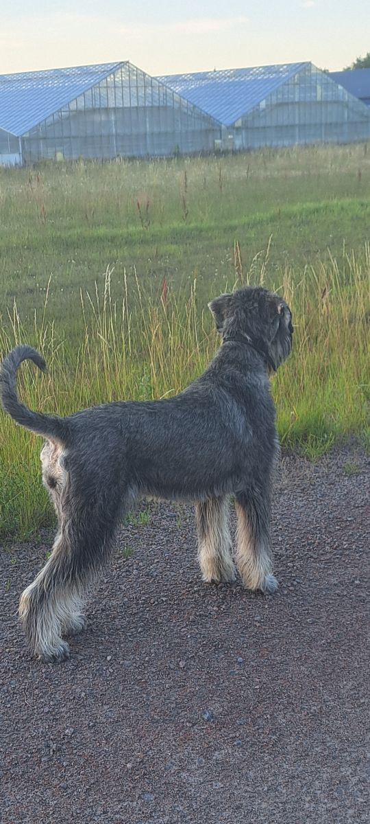 Giant Schnauzer