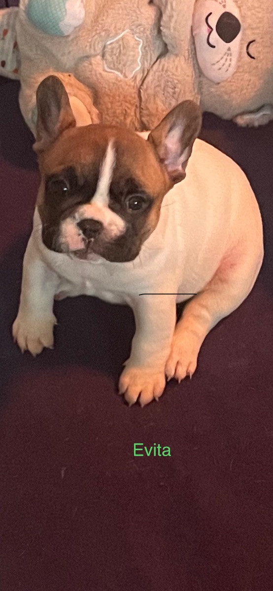 N,Slätternas Frabull