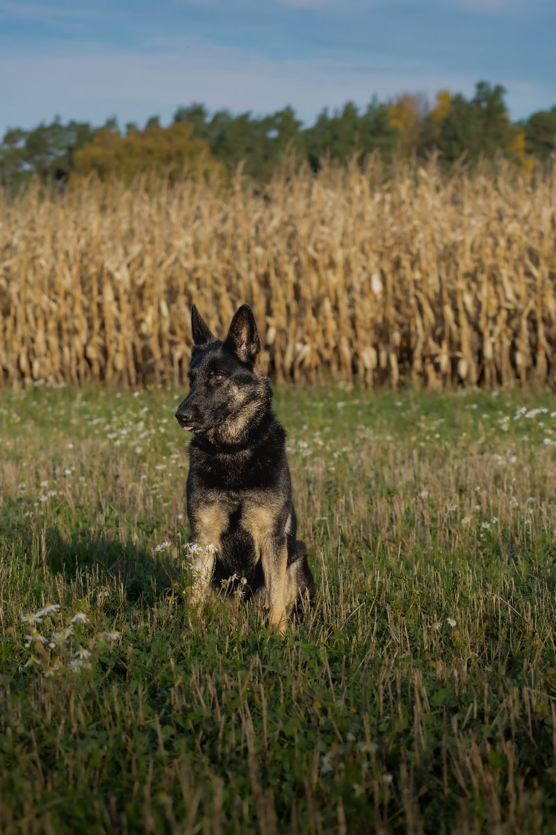 Kennel Snibor Anzi