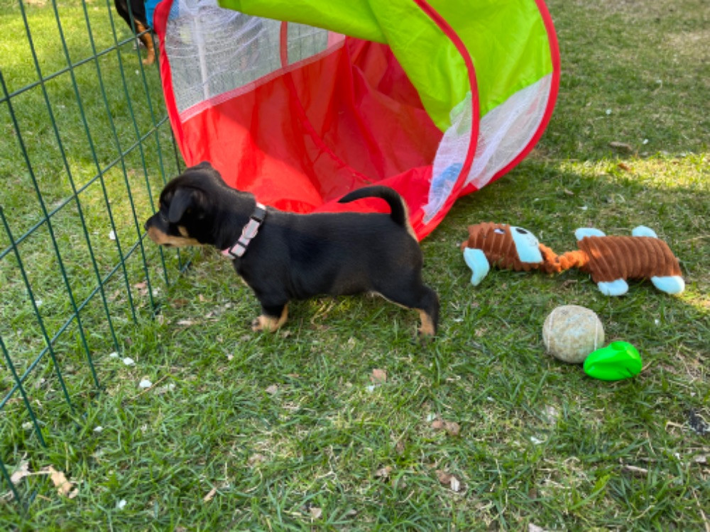 Lancashire Heeler