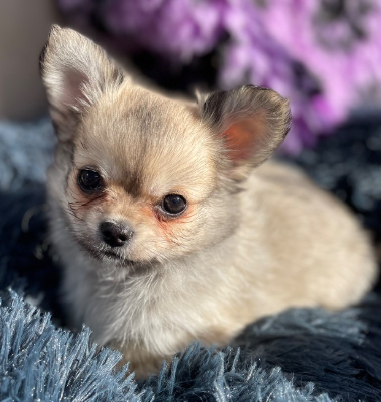 Chihuahua