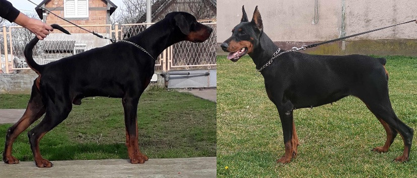 Dobermann