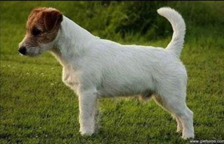 Jack Russell Terrier