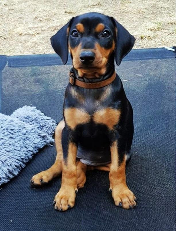 German Pinscher
