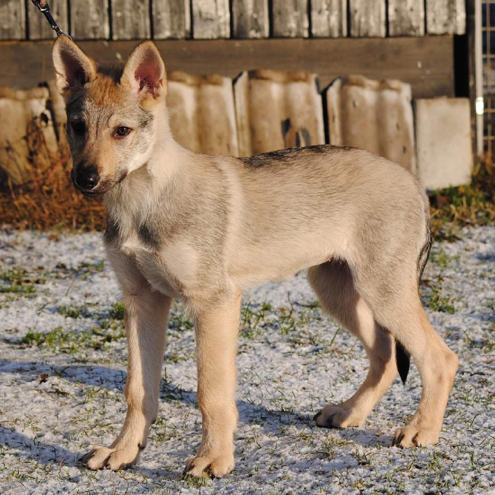Czechoslovakian Wolfdog