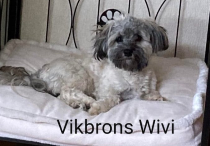 Vikbrons
