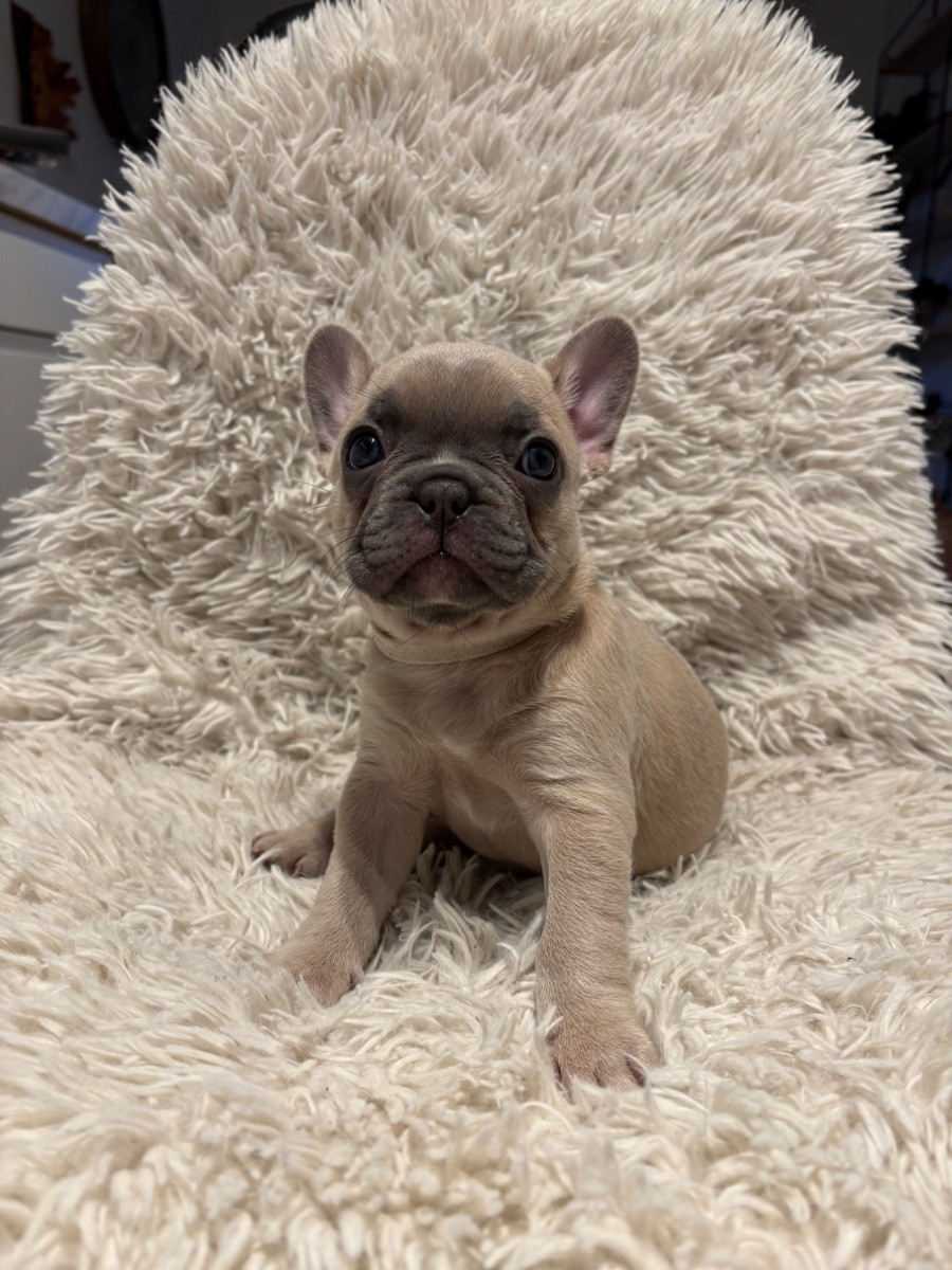 French Bulldog · 2025-11-23 · Rättvik · Caroline S.