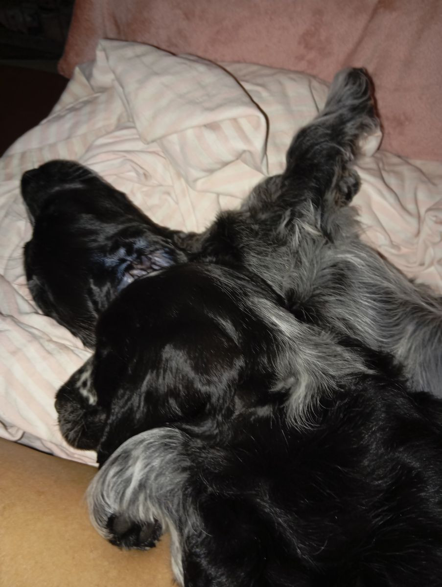 Puppy Dream's