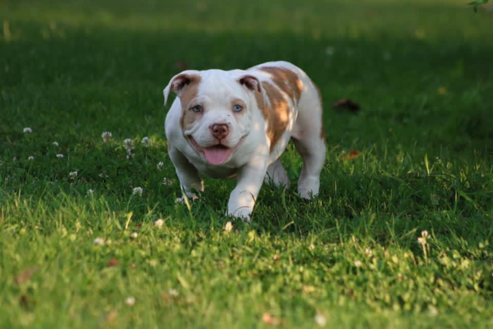American bully pocket