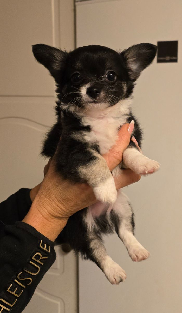 Paulas chihuahuaor
