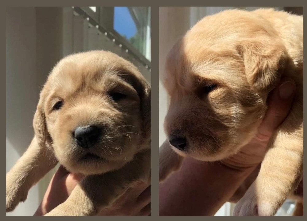Fluffssons