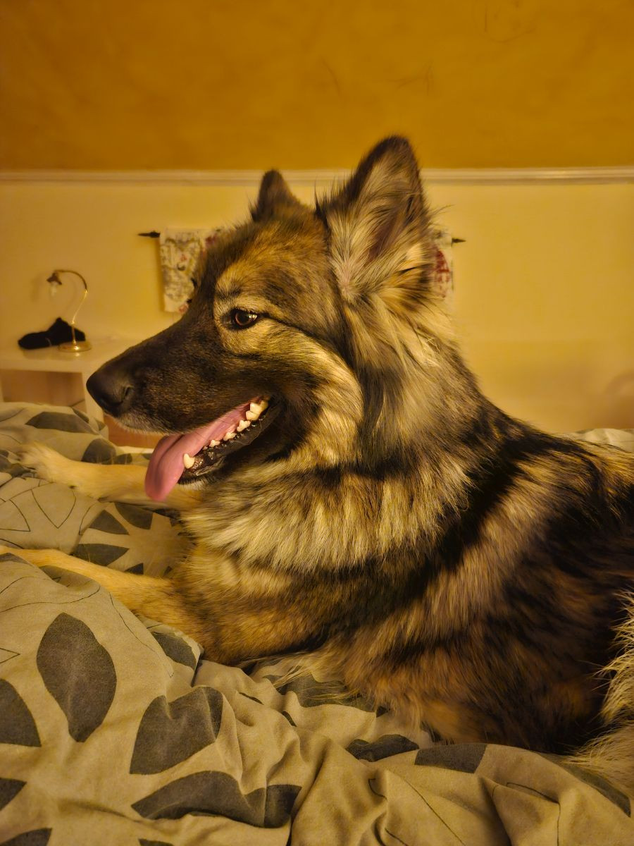 Alaskan Malamute, Schäfer, Siberian Husky · 2022-05-19 · Bjurholm · Mikaela P.