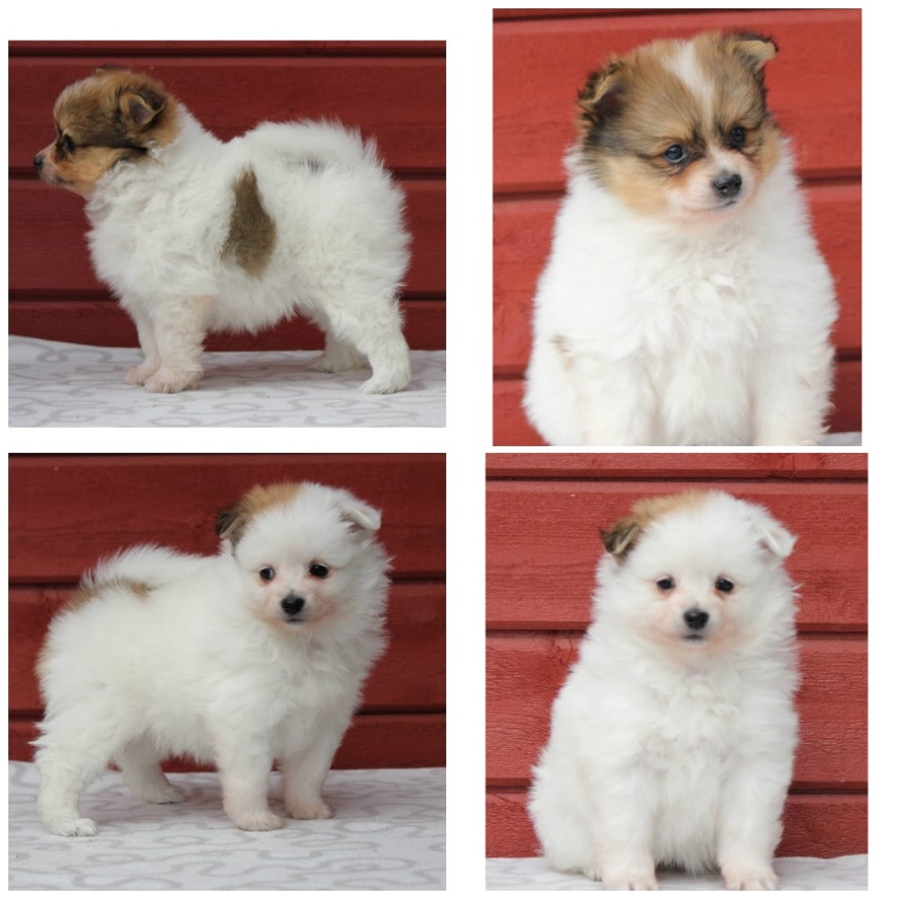 German Spitz – Mittelspitz