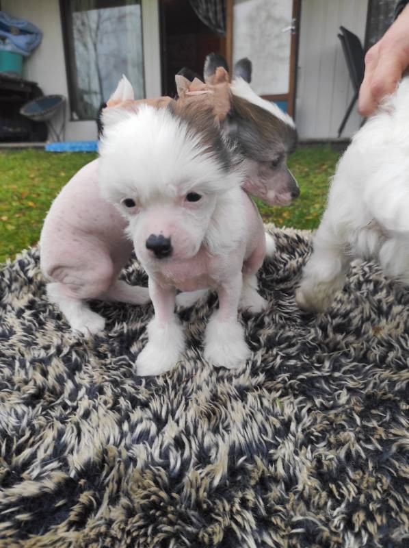 Chinese crested