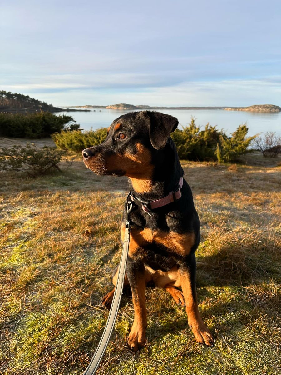 Rottweiler