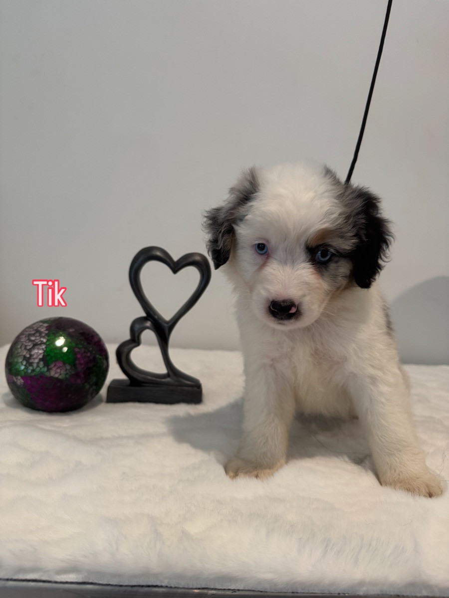 Miniature American Shepherd