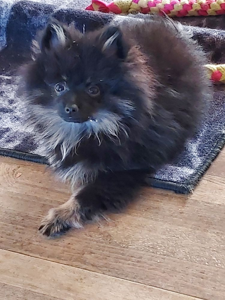 German Spitz – Kleinspitz