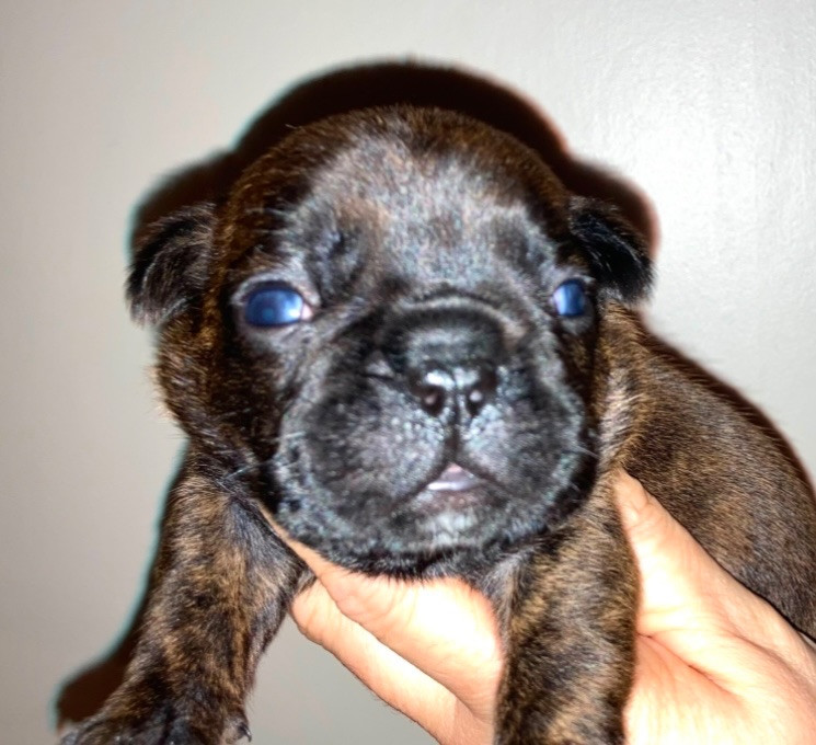 French Bulldog · 2025-01-09 · östervåla · Dexline's