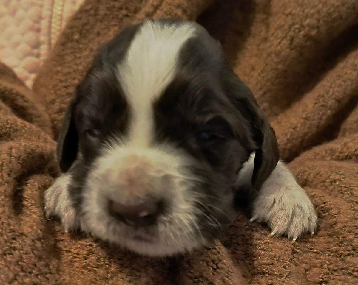 Kleine Münsterländer