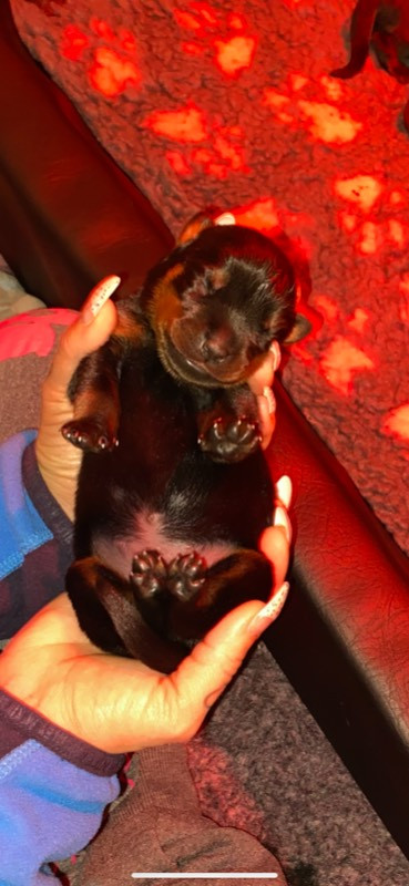 Black magnificents kennel