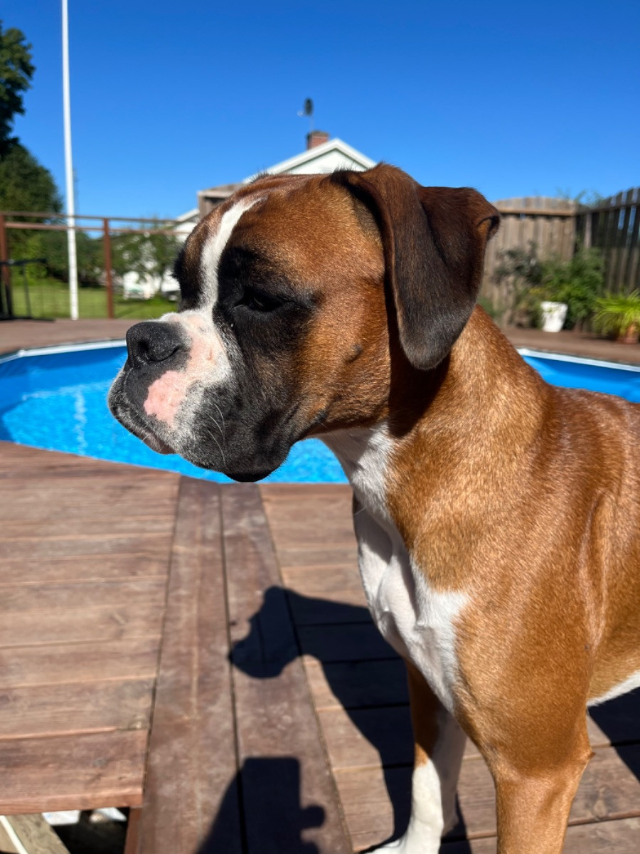 Överstens boxer Bella Donna