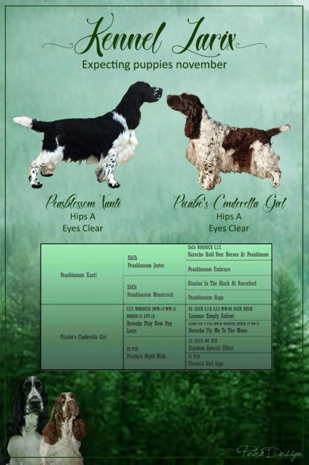 Kennel Larix