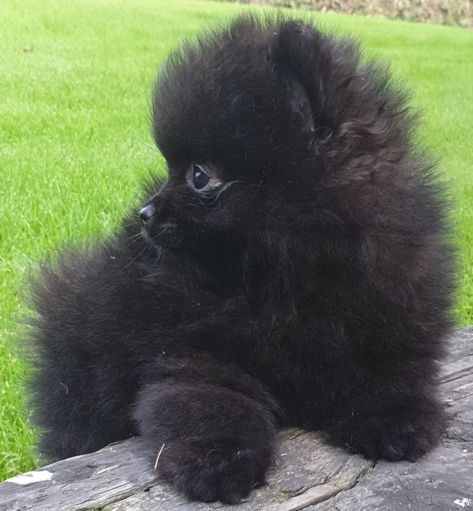 Pomeranian