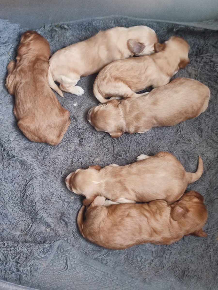 Maltipoo