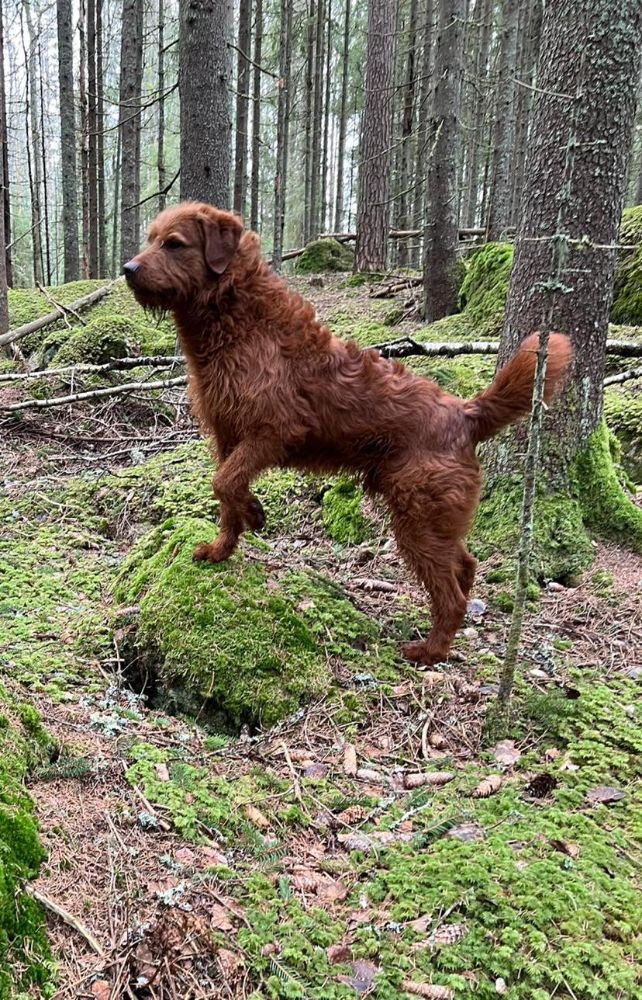 Isadoras Pudel och Cockerpoo