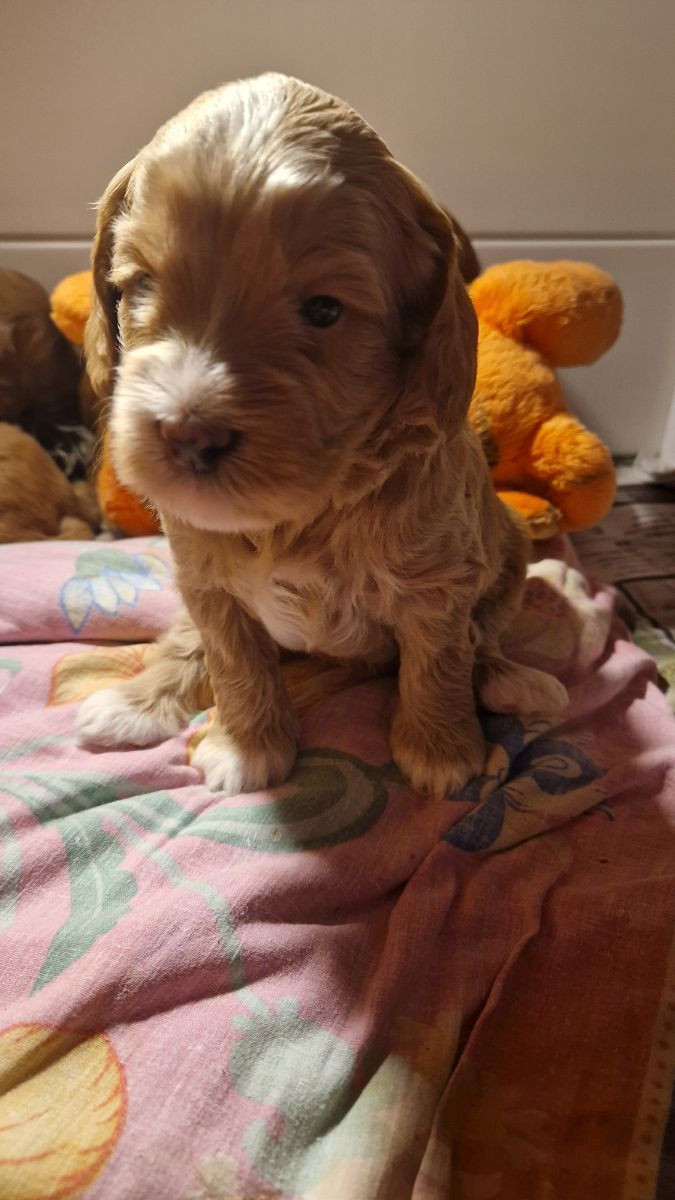 Lyckornaslabradoodle