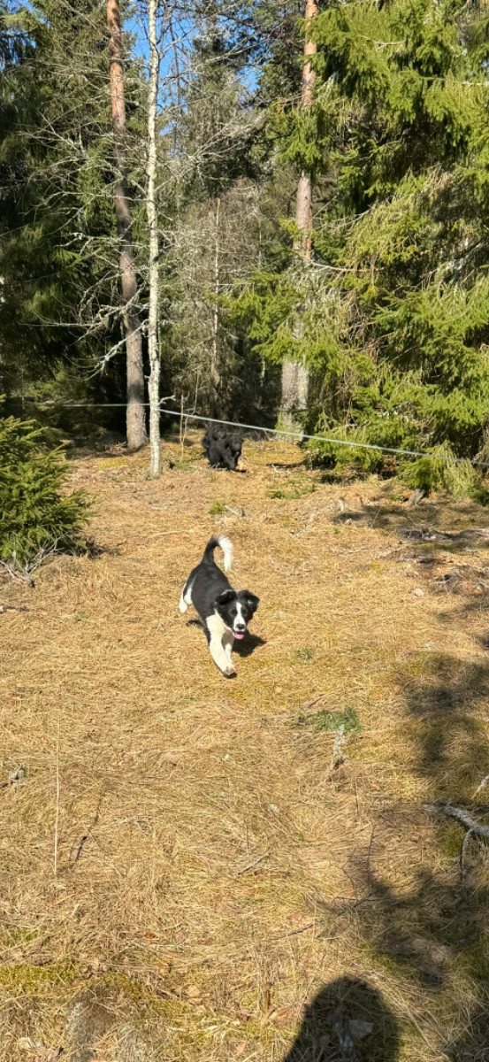 Isadoras Pudel och Cockerpoo