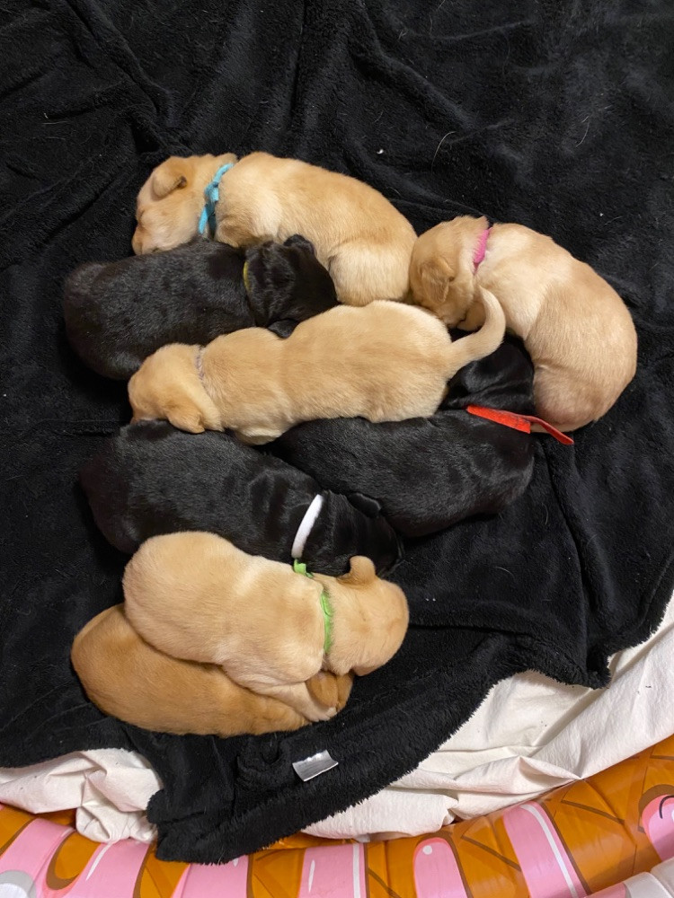 Labrador retriever