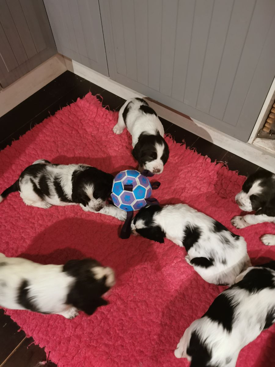 English Springer Spaniel