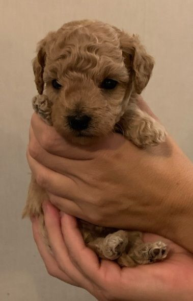 Maltipoo