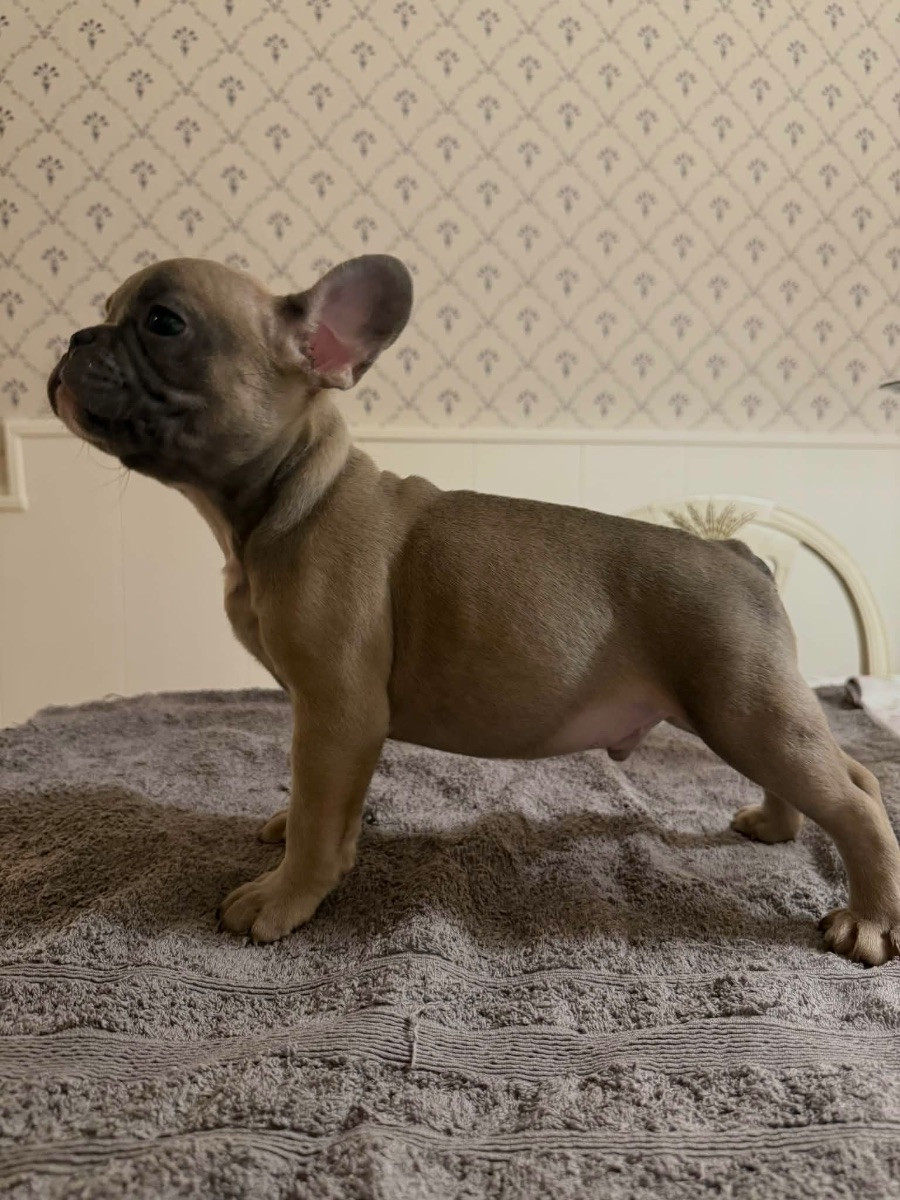 Fransk bulldogg · 2025-10-29 · Kalmar · Alwa L.