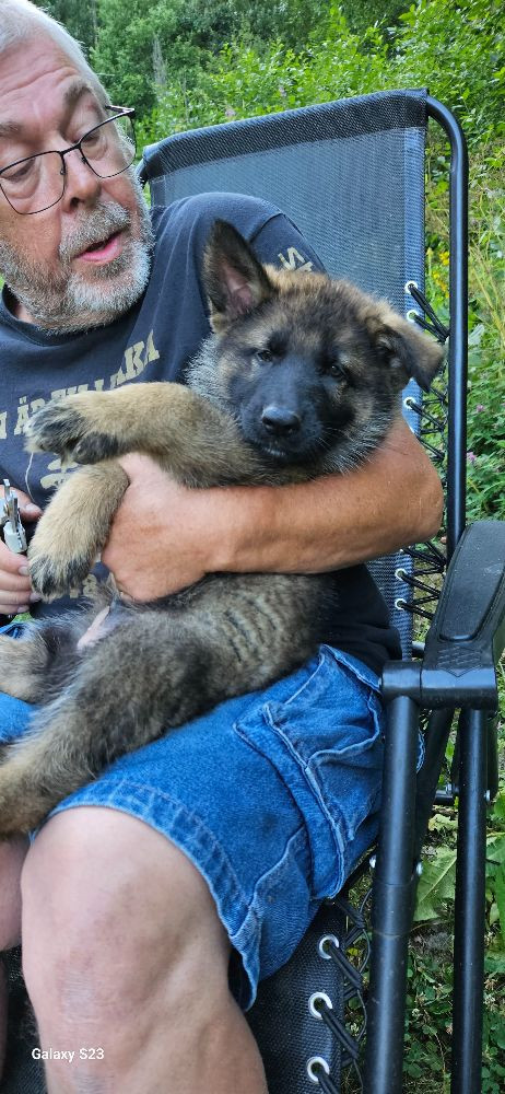 German Shepherd Dog