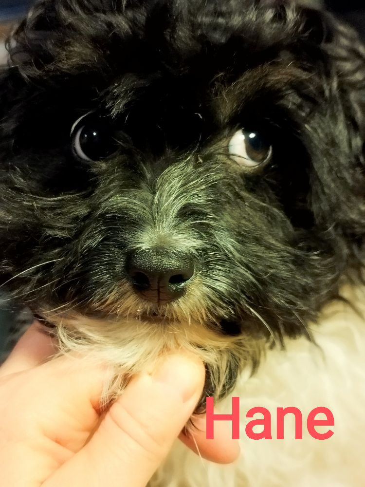 Hjortkvarns Cavapoo