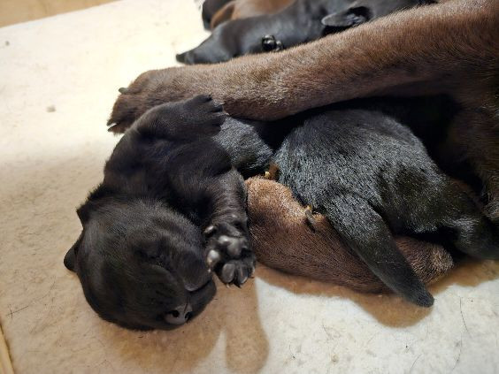 Undiques's kennel