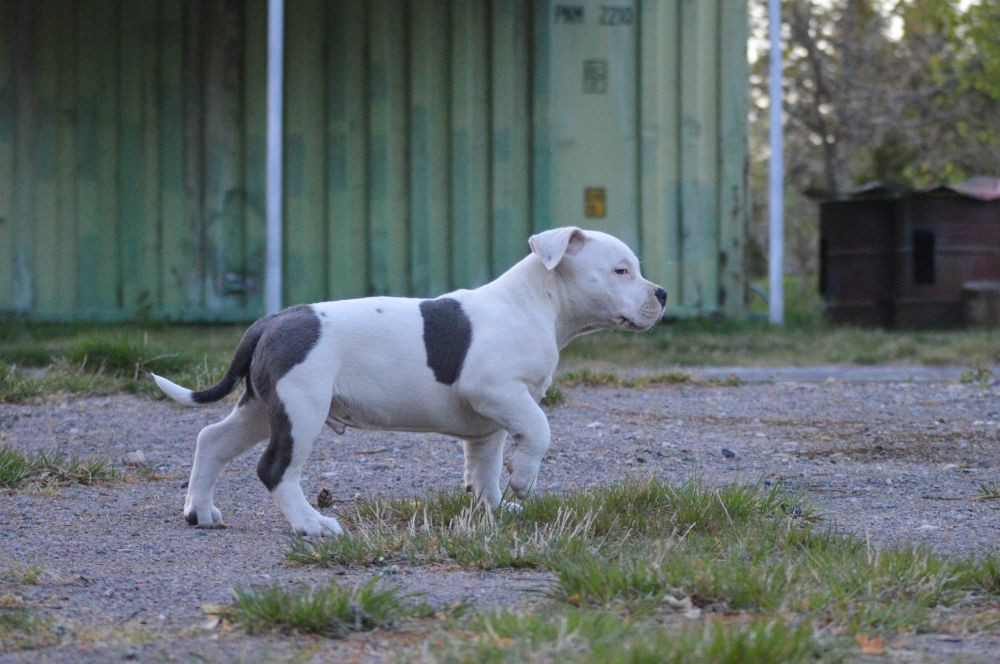 Redhouse Bully
