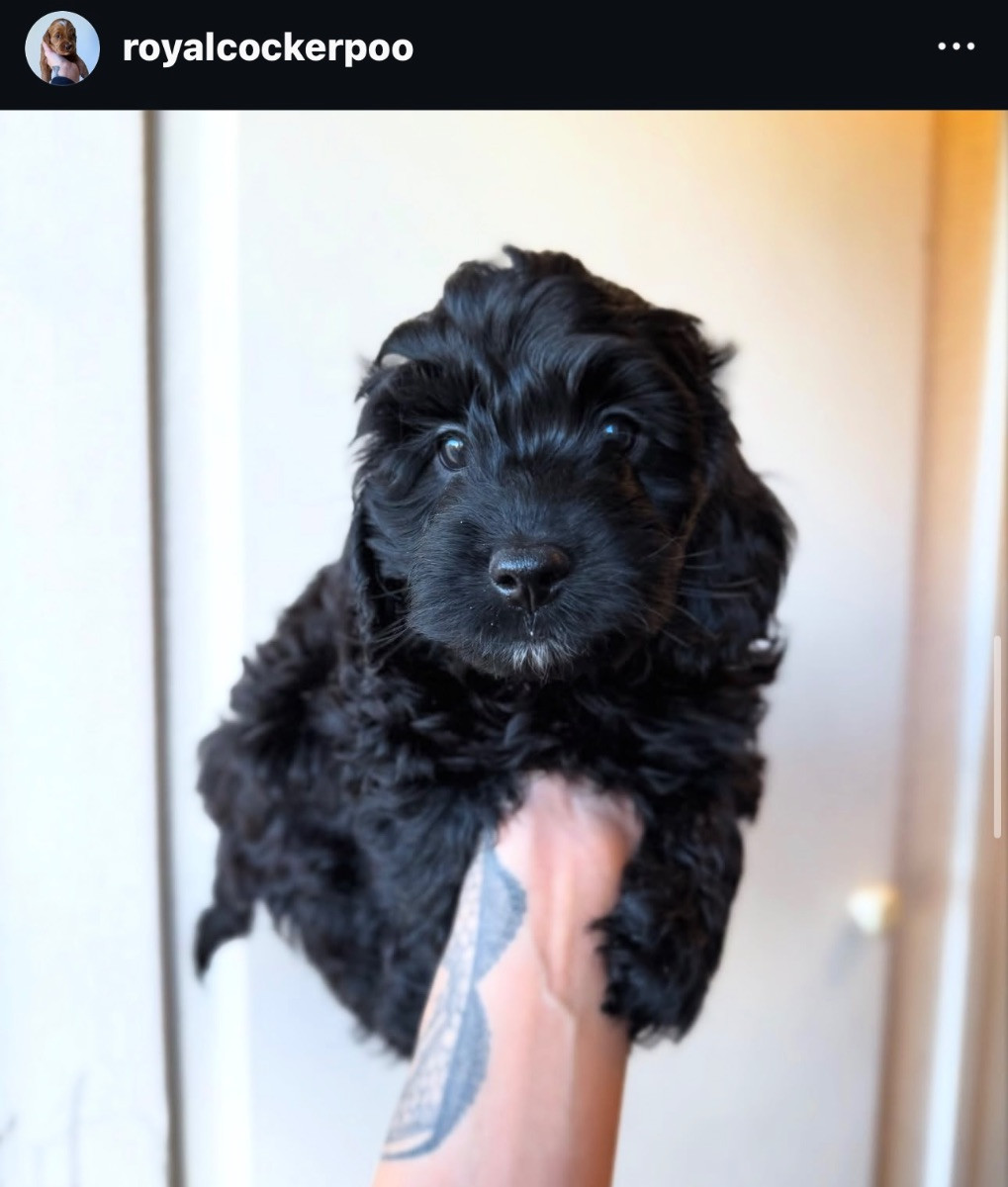 Royalcockerpoo