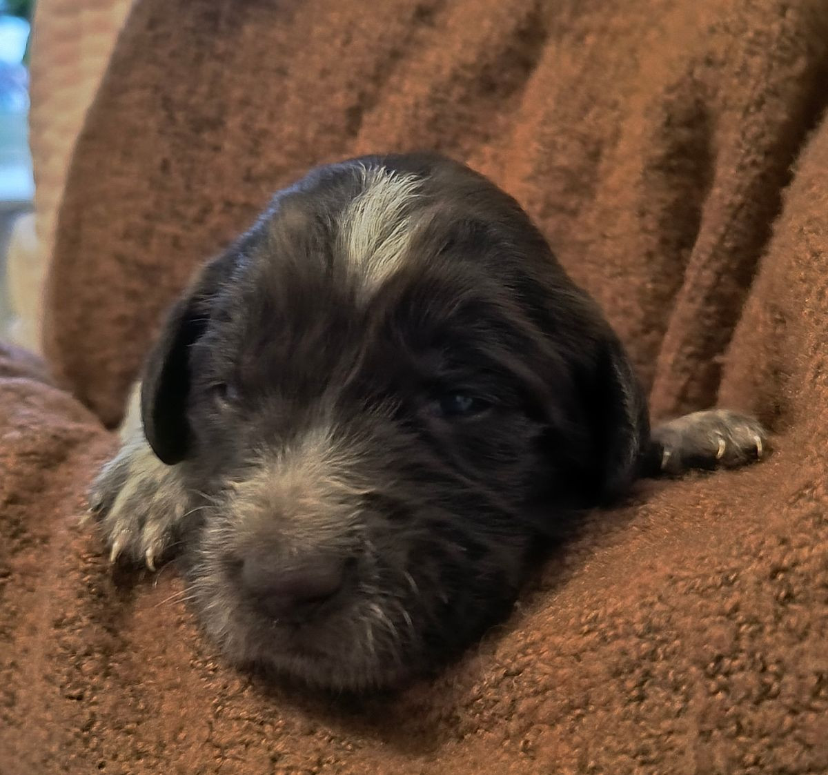 Kleine Münsterländer