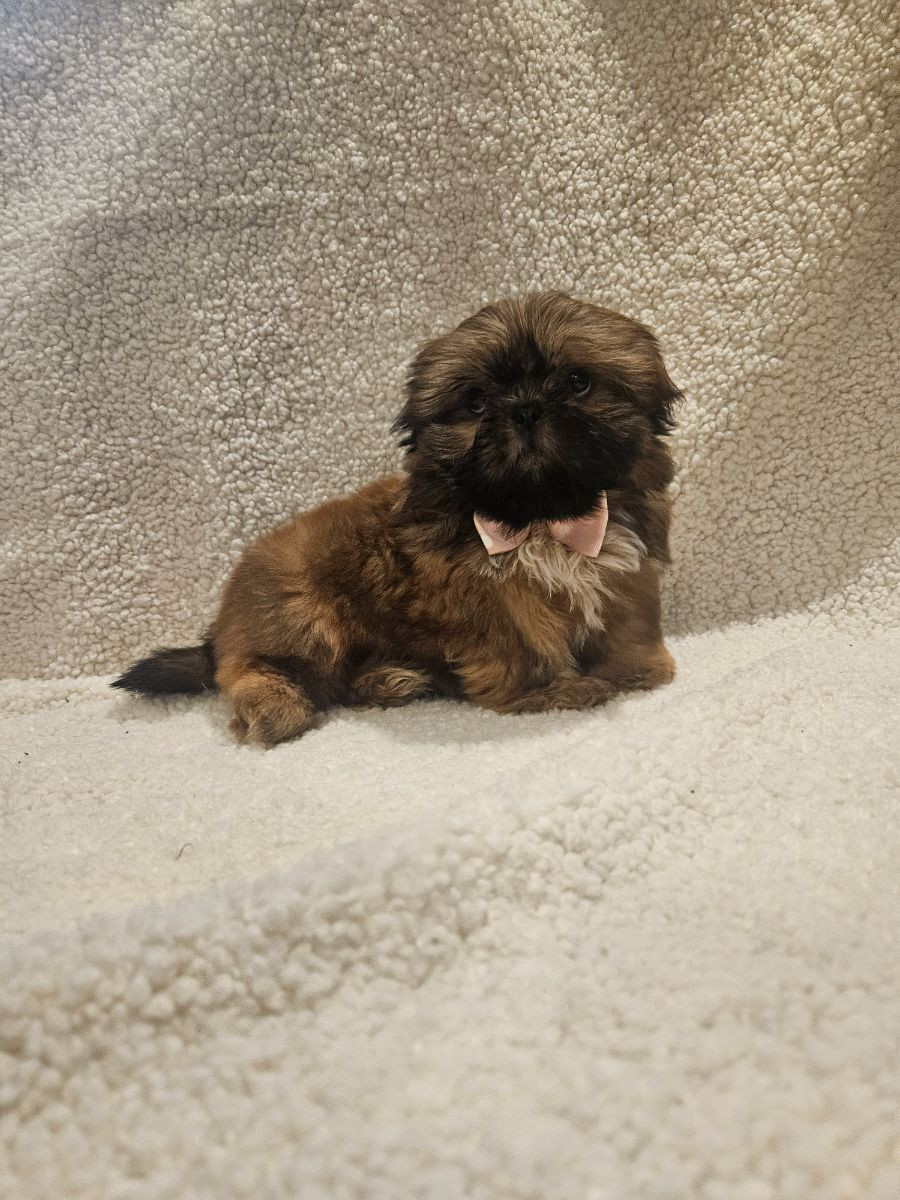 Lady tzu's