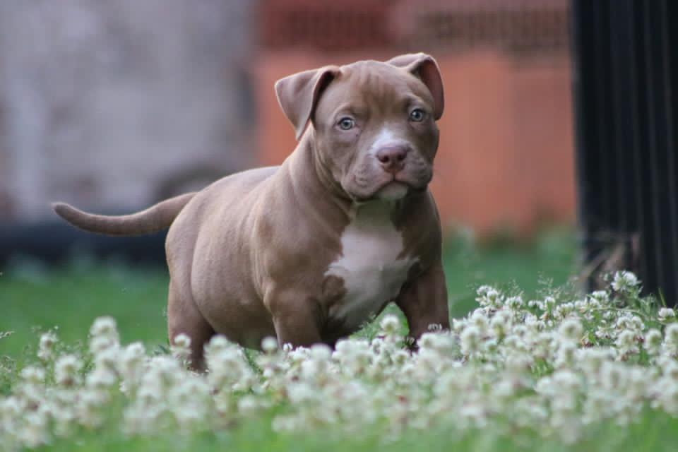 American bully pocket