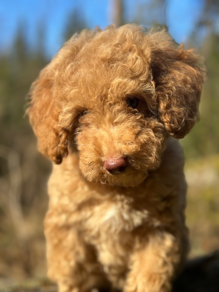 Isadoras Pudel och Cockerpoo