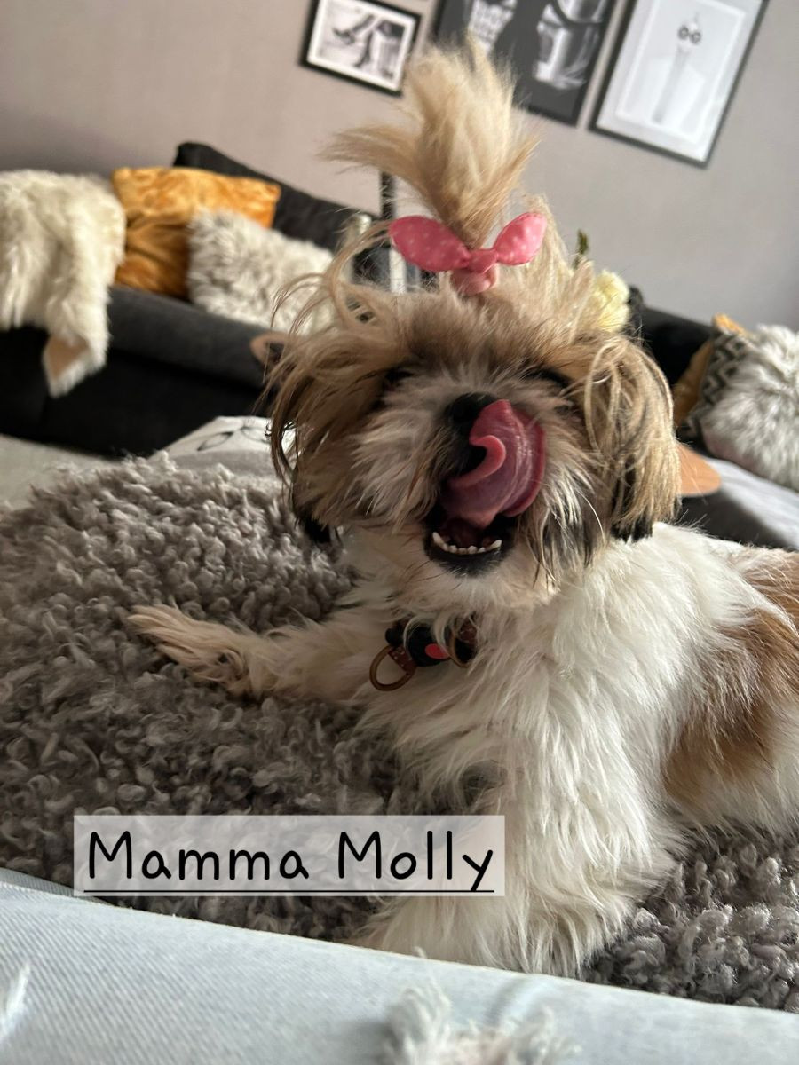 Shih Tzu · 2025-10-02 · Vårby · Beata C.